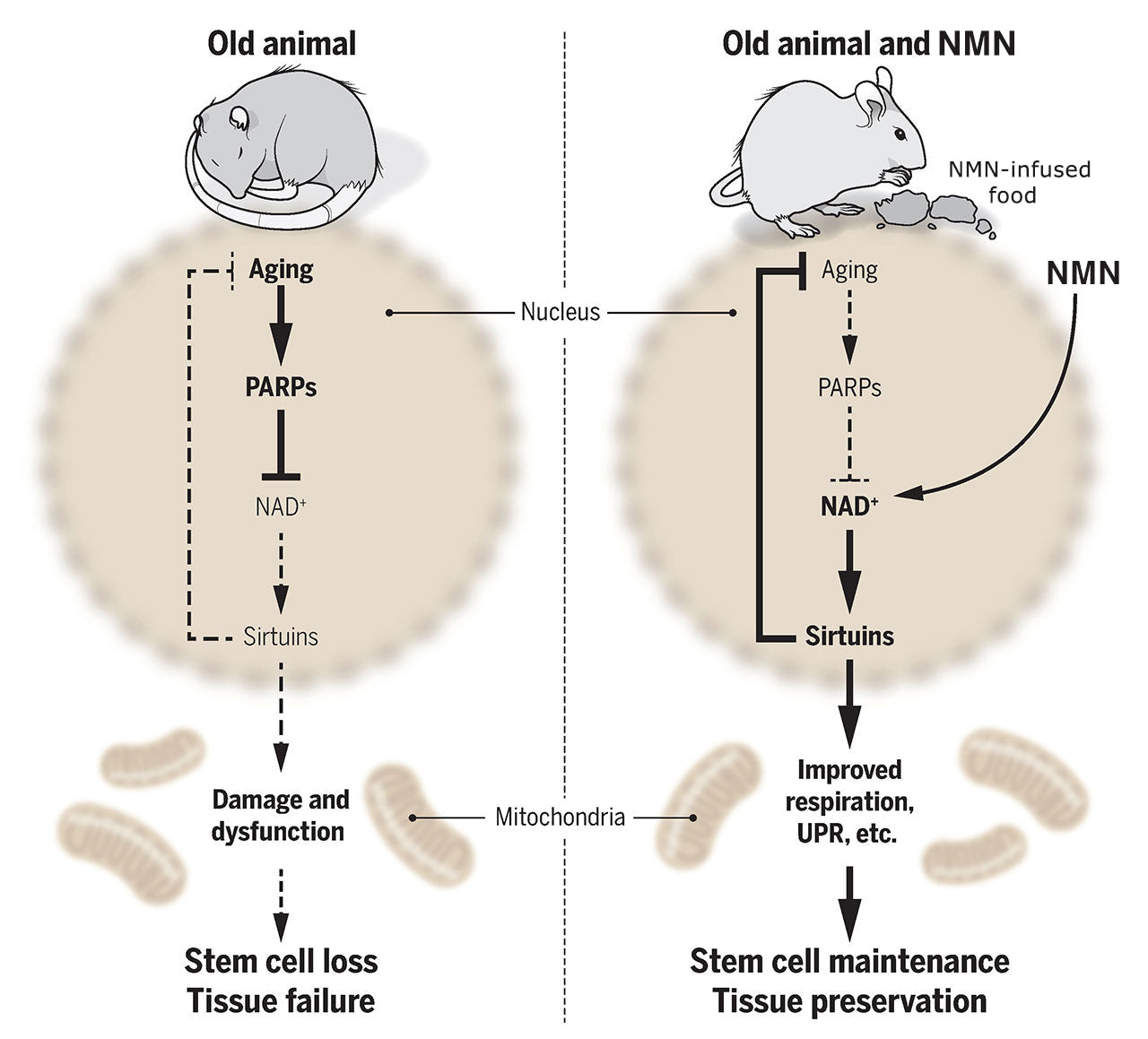 Nutriop Longevity® Pure-NMN Nicotinamide Mononucleotide Extreme Potency 500mg Capsules (x30) - 15 Grams-4
